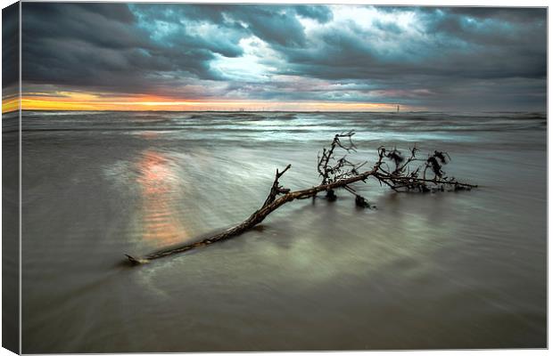 Driftwood sunset Canvas Print by Jed Pearson