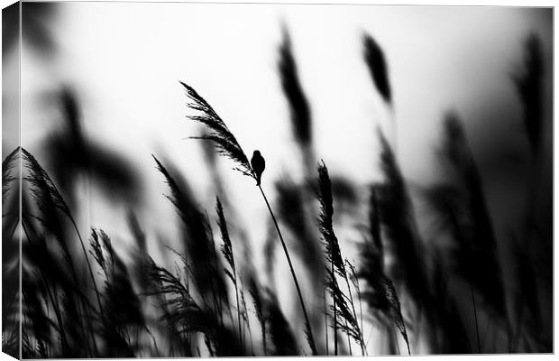 In the long grass  Canvas Print by Jed Pearson