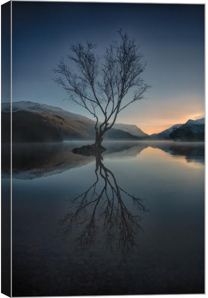 Lone Tree Canvas Print by Jed Pearson