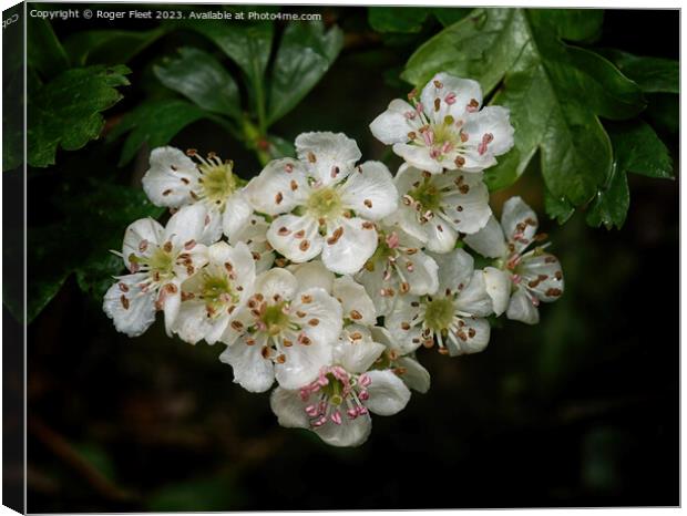 Hawthorn Blossom Canvas Print by Roger Fleet