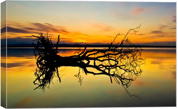 Loch Leven Tree Reflection Canvas Print by Adrian Maricic