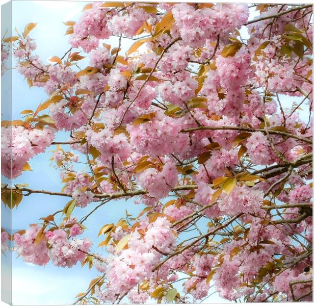 Enchanting Cherry Blossom Tree Canvas Print by Tylie Duff Photo Art