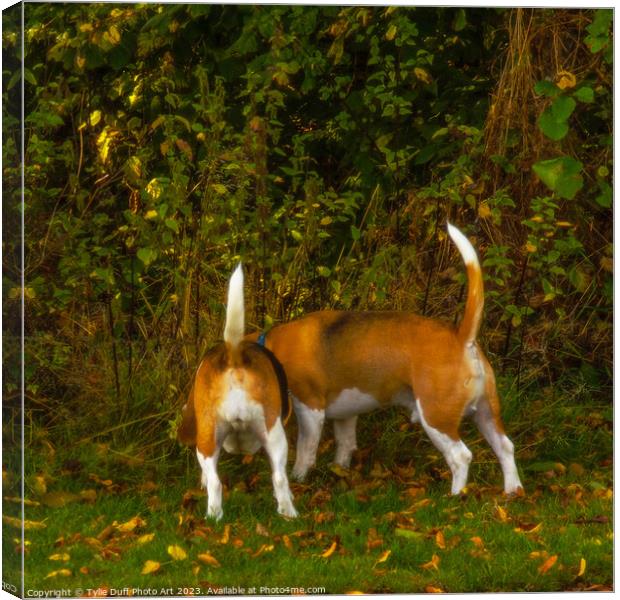 Distracted Beagles Canvas Print by Tylie Duff Photo Art