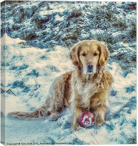 Golden Retriever in the Snow Canvas Print by Tylie Duff Photo Art