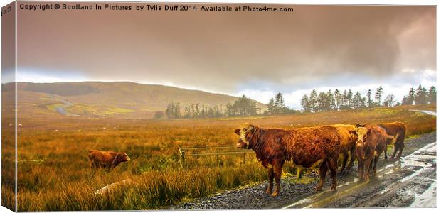 Drookit Coos Canvas Print by Tylie Duff Photo Art