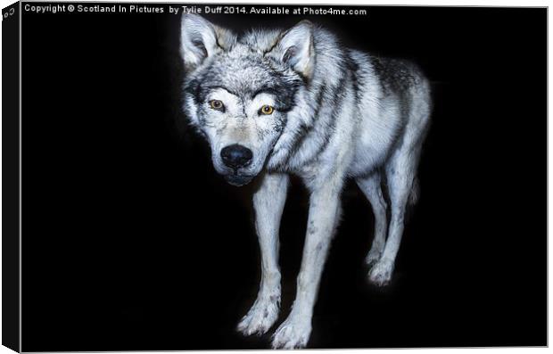  Wolf Canis Lupus Canvas Print by Tylie Duff Photo Art