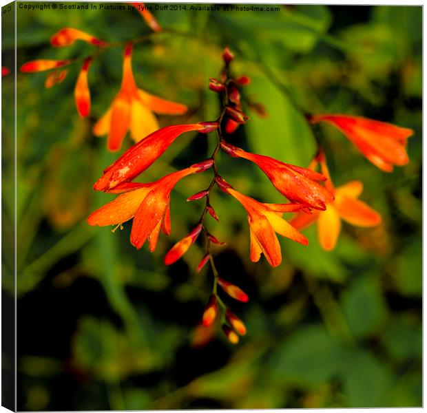  Crocosmia Flower Canvas Print by Tylie Duff Photo Art