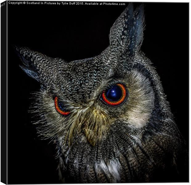  Long Eared Owl Canvas Print by Tylie Duff Photo Art