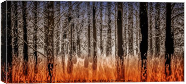 The Burnt Trees of Torridon Canvas Print by Tylie Duff Photo Art