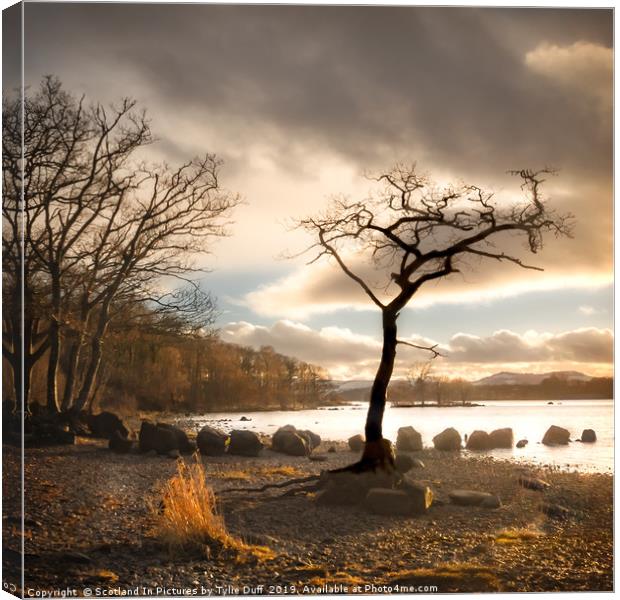 The Lone  Tree At Milarrochy Bay,Loch Lomond Canvas Print by Tylie Duff Photo Art