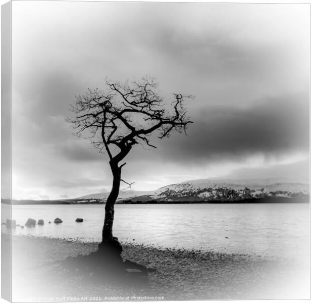The Lone Tree At Milarrochy Bay,Loch Lomond - Black and White Canvas Print by Tylie Duff Photo Art