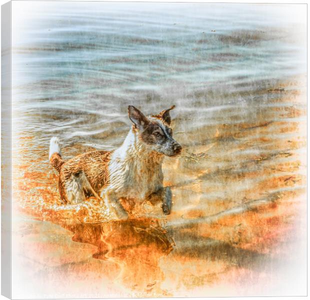 Happy Dog Enjoys A Swim in the Clyde Canvas Print by Tylie Duff Photo Art