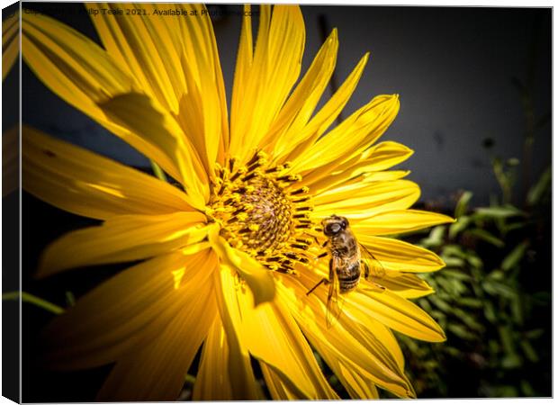 bee on sunflower Canvas Print by Philip Teale