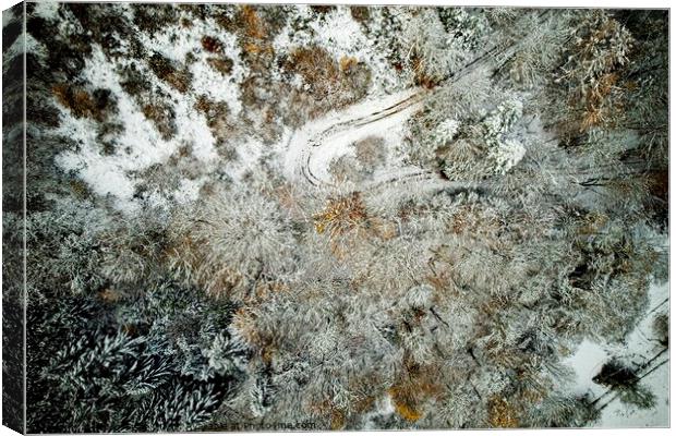 Winter Forest from Above Canvas Print by Philip Teale