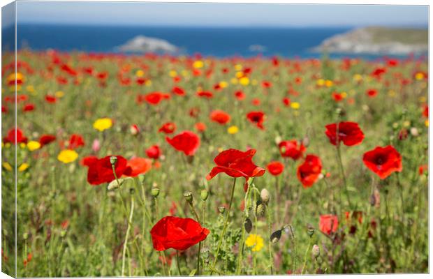  Poppies at West Pentire, Newquay, Cornwall Canvas Print by Brian Pierce