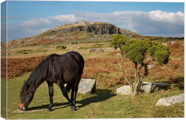  Bodmin Moor Pony, Sharptor, Cornwall Canvas Print by Brian Pierce