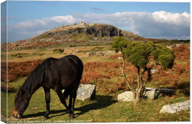 Pony grazing on Bodmin Moor, Cornwall Canvas Print by Brian Pierce