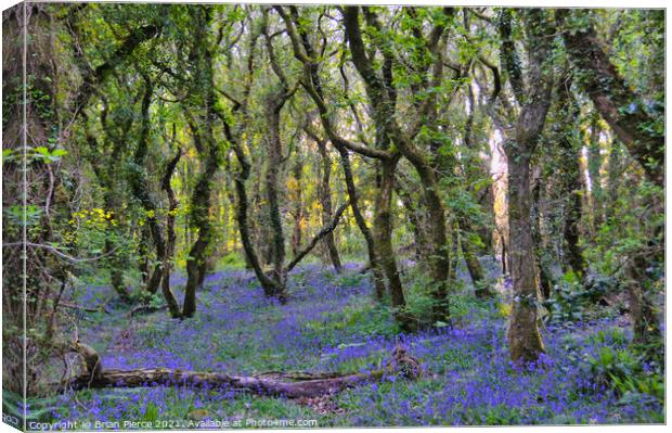 Bluebell Wood, Cornwall  Canvas Print by Brian Pierce