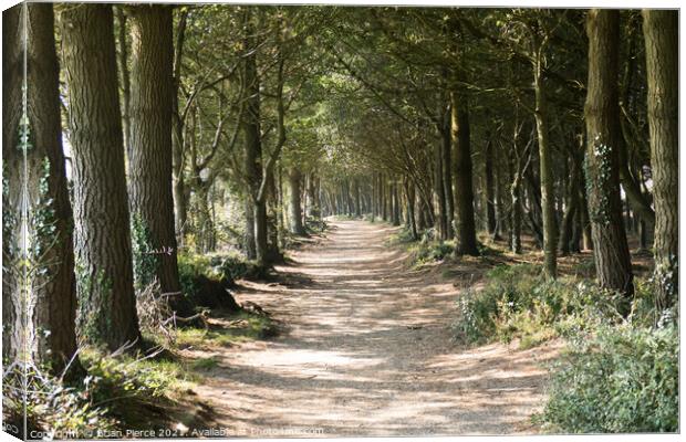 Avenue of Trees Canvas Print by Brian Pierce