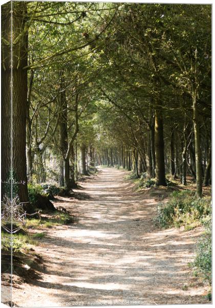 Avenue of Trees, Tehidy, Cornwall  Canvas Print by Brian Pierce
