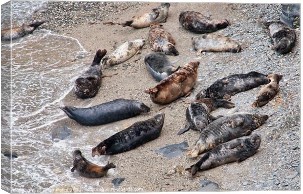 Seals at Mutton Cove, Cornwall Canvas Print by Brian Pierce