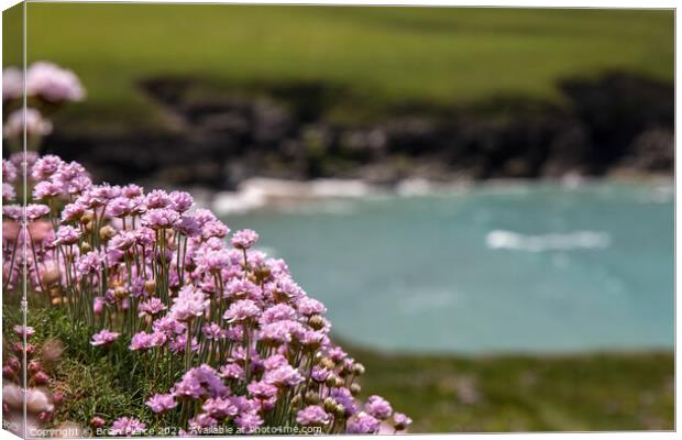 Thrift/Sea Pinks on the cliff above Polly Joke Canvas Print by Brian Pierce
