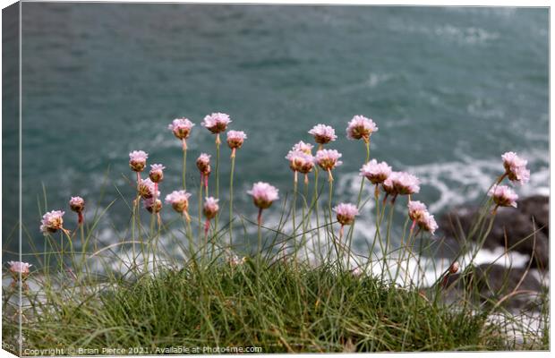 Thrift/Sea Pinks on the cliff above Prussia Cove Canvas Print by Brian Pierce