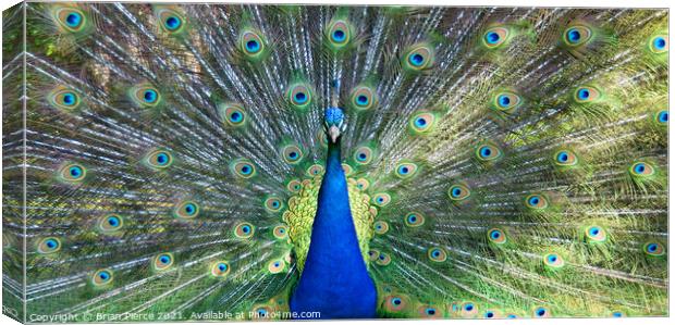 Peacock Displaying (Panorama) Canvas Print by Brian Pierce