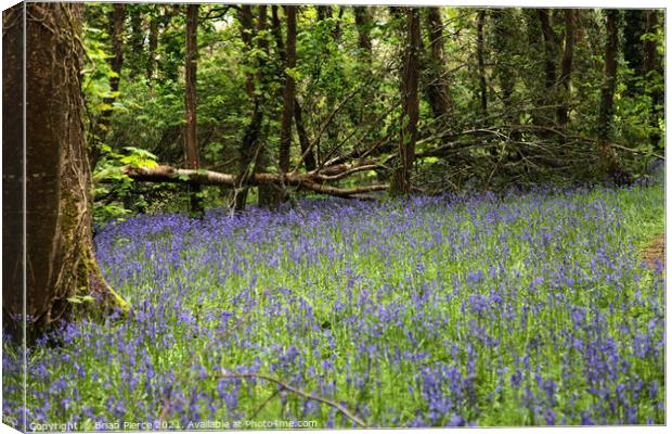 Bluebell Woods Canvas Print by Brian Pierce