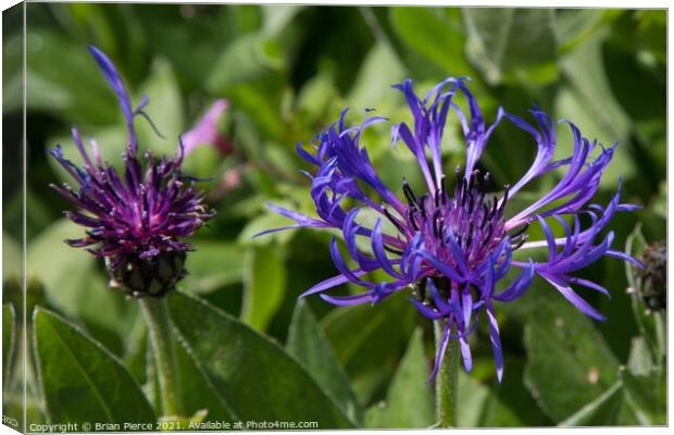 Greater Knapweed Canvas Print by Brian Pierce