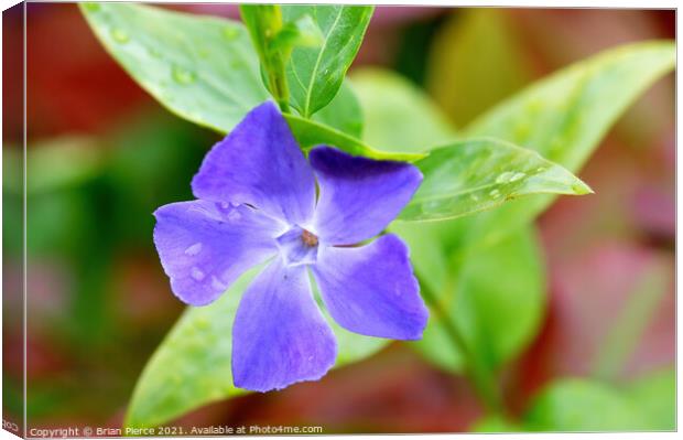 Periwinkle Canvas Print by Brian Pierce