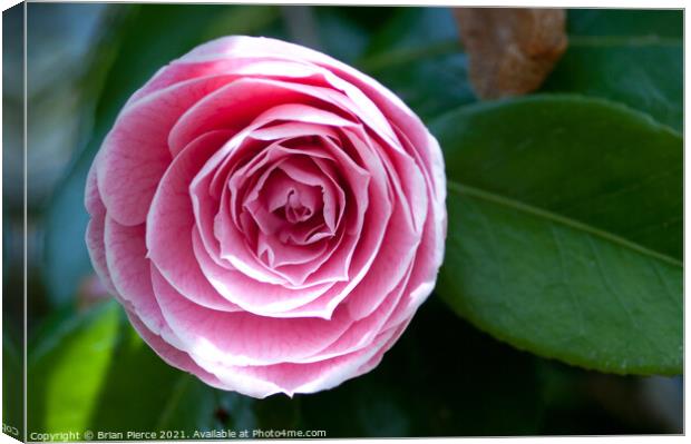 Pink Camelia Canvas Print by Brian Pierce