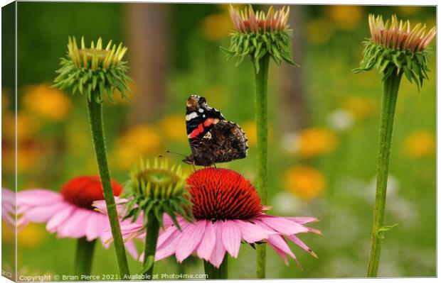 Red Admiral Butterfly on a Cone Flower Canvas Print by Brian Pierce