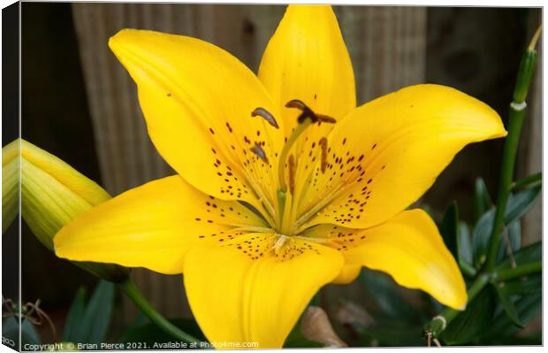 Day Lily Canvas Print by Brian Pierce