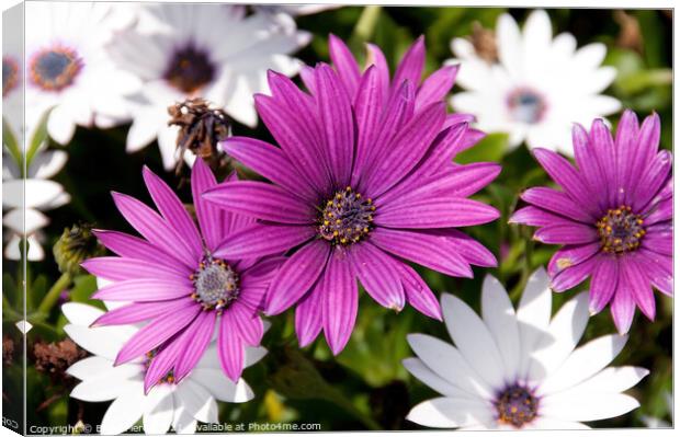 Livingstone Daisy Canvas Print by Brian Pierce