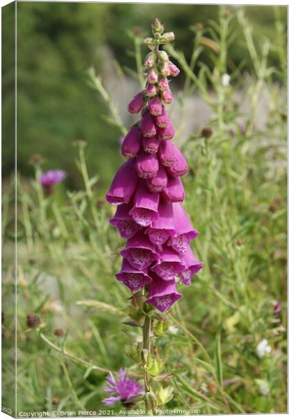 Purple Foxglove Canvas Print by Brian Pierce