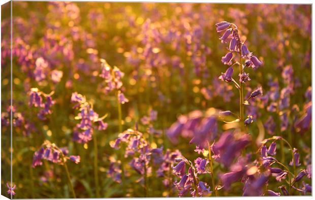 bluebells Canvas Print by Urban Faced