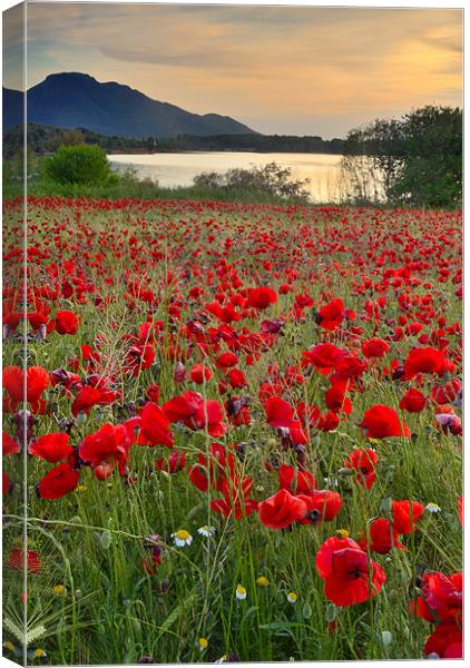 Field of poppies at the lake Canvas Print by Guido Montañes