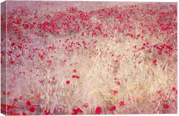 fields of poppies Canvas Print by Guido Montañes