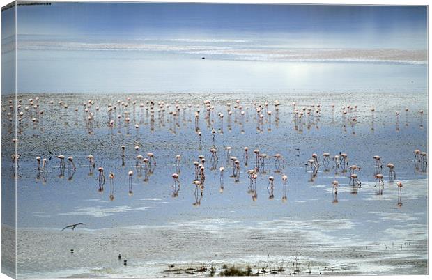 Flamingos light Canvas Print by Guido Montañes