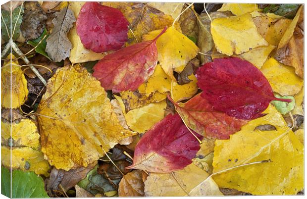 Rain leaves Canvas Print by Guido Montañes