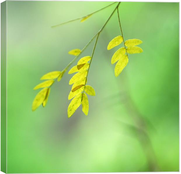 yellow leaves Canvas Print by Guido Montañes
