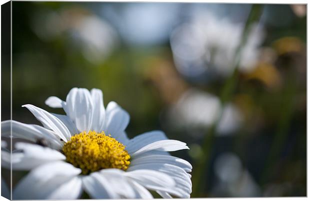 White Daisy Canvas Print by Gemma Davis