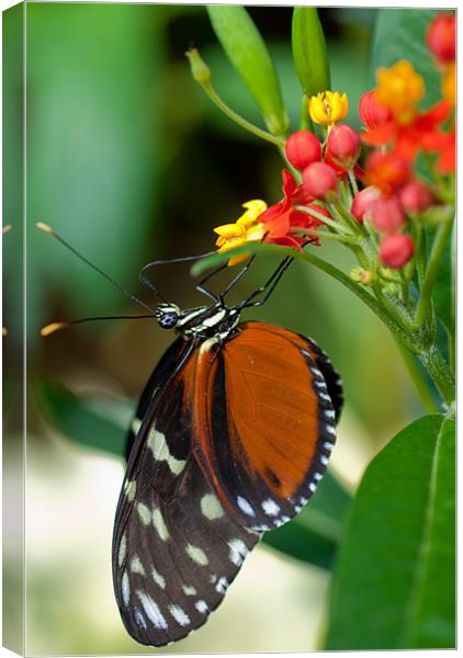 Butterfly Eating Canvas Print by Gemma Davis