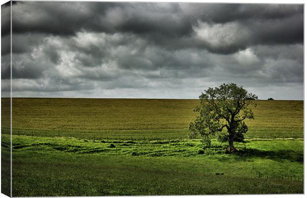 Lonely Tree Canvas Print by David White