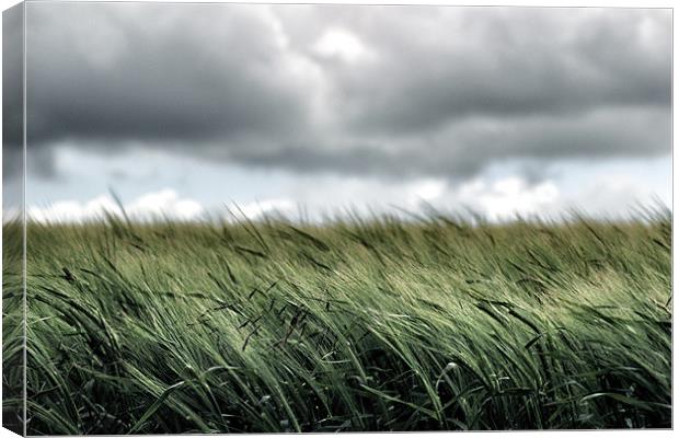 A field of young wheat Canvas Print by David White