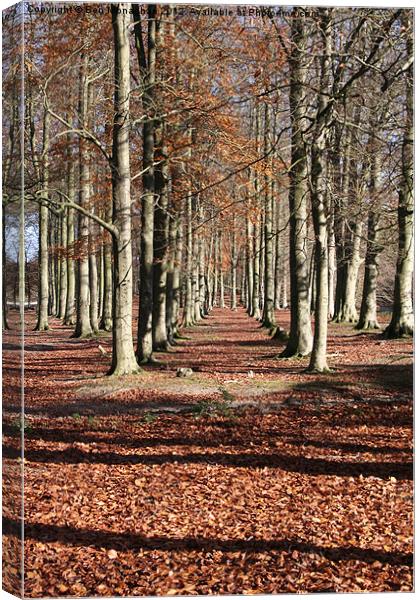 Autumn Wood Canvas Print by Ben Monaghan