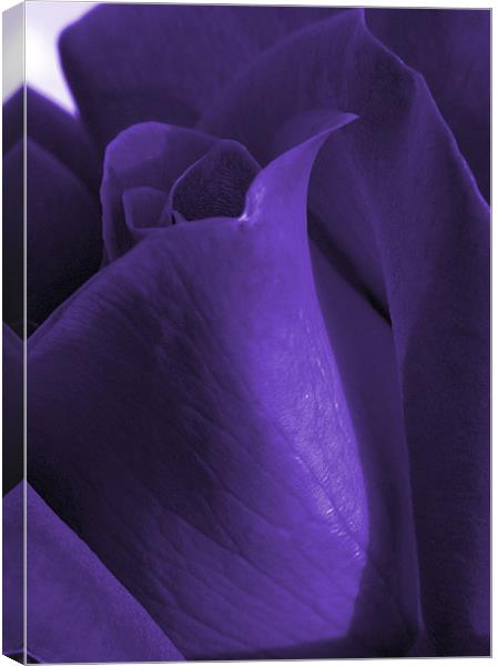 purple rose Canvas Print by Sandra Beikirch