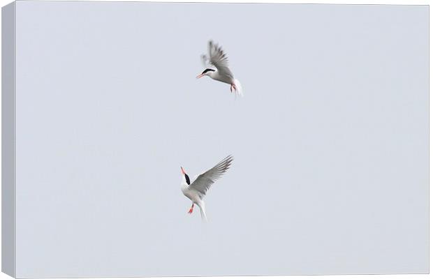  Terns a dancing Canvas Print by Aaron Casey