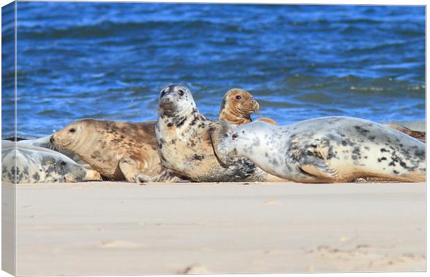 Seals a resting Canvas Print by Aaron Casey